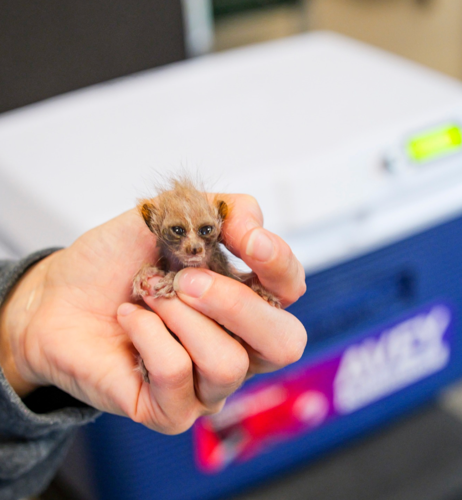 baby pygmy slow loris